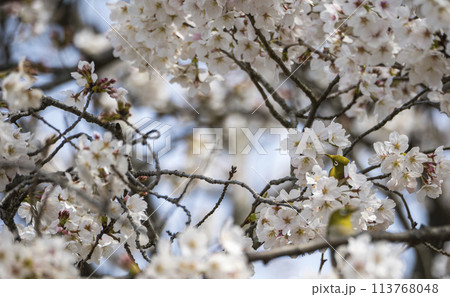 桜の花に隠れるメジロ 桜の花に隠れるメジロ 113768048