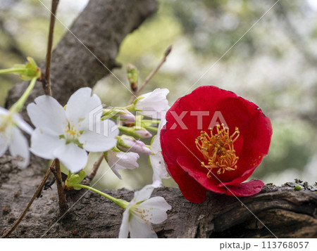 桜の花と落椿 桜の花と落椿 113768057