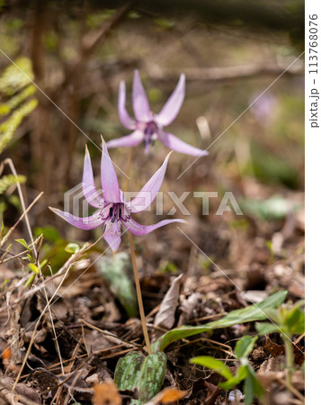 大和葛城山のカタクリの花 大和葛城山のカタクリの花 113768076