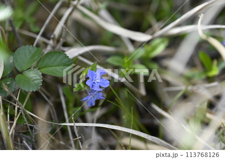 ホタルカズラの花 ホタルカズラの花 113768126