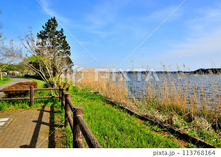 千葉県　葉桜となった手賀沼遊歩道からの風景 113768164