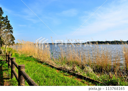 千葉県　葉桜となった手賀沼遊歩道からの風景 113768165