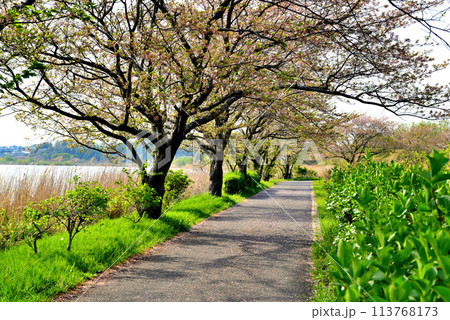 千葉県　葉桜となった手賀沼遊歩道からの風景 113768173