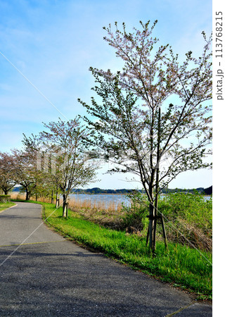 千葉県 葉桜となった手賀沼遊歩道からの風景 千葉県 葉桜となった手賀沼遊歩道からの風景 113768215