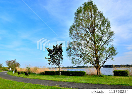 千葉県　葉桜となった手賀沼遊歩道からの風景 113768224