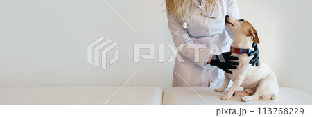 Veterinary care. Female Vet doctor and dog Jack Russell Terrier.banner 113768229