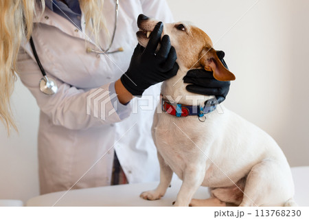 Veterinary care. Female Vet doctor and dog Jack Russell Terrier 113768230