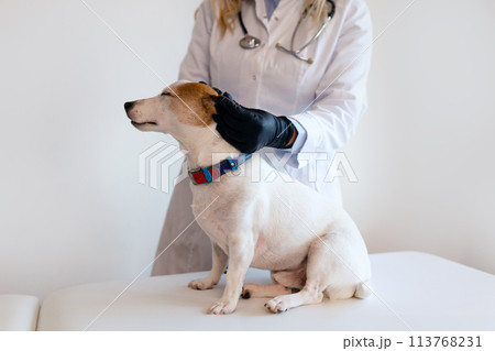 Veterinary care. Female Vet doctor and dog Jack Russell Terrier Veterinary care. Female Vet doctor and dog Jack Russell Terrier 113768231