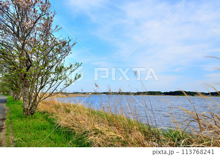 千葉県　葉桜となった手賀沼遊歩道からの風景 113768241