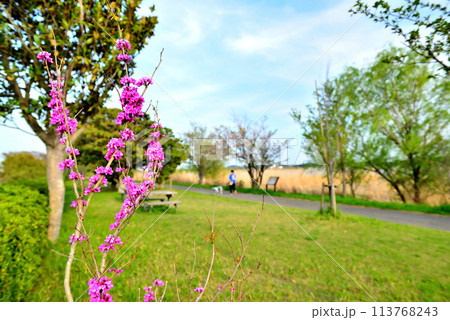 千葉県 葉桜となった手賀沼遊歩道からの風景 千葉県 葉桜となった手賀沼遊歩道からの風景 113768243