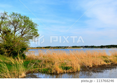 千葉県　葉桜となった手賀沼遊歩道からの風景 113768246