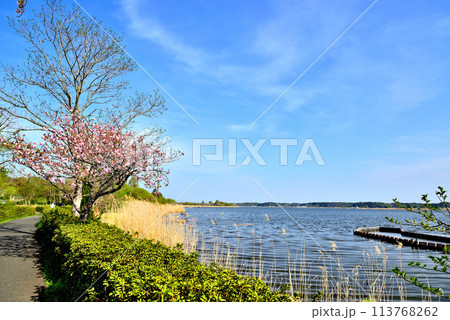 千葉県 葉桜となった手賀沼遊歩道からの風景 千葉県 葉桜となった手賀沼遊歩道からの風景 113768262