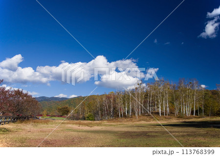 秋の開田高原《木曽馬の里・放牧場と白樺林》 秋の開田高原《木曽馬の里・放牧場と白樺林》 113768399