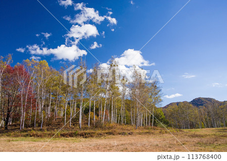秋の開田高原《木曽馬の里・放牧場と白樺林》 秋の開田高原《木曽馬の里・放牧場と白樺林》 113768400