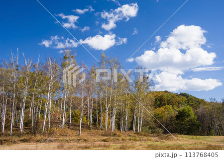秋の開田高原《木曽馬の里・放牧場と白樺林》 113768405