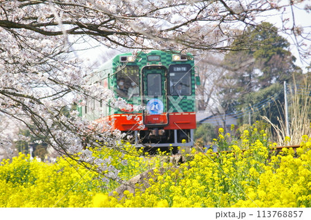 春の桜と菜の花の咲く沿線風景 春の桜と菜の花の咲く沿線風景 113768857