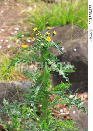 花を咲かせた鬼野芥子（オニノゲシ） 113768878