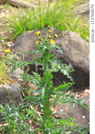 花を咲かせた鬼野芥子（オニノゲシ） 113768879