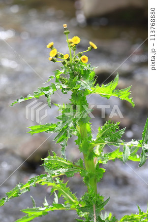 花を咲かせた鬼野芥子（オニノゲシ） 113768880