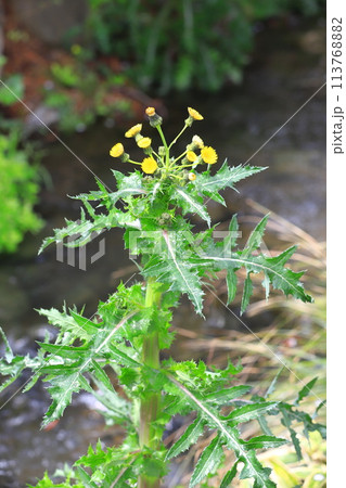 花を咲かせた鬼野芥子（オニノゲシ） 113768882