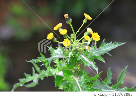 花を咲かせた鬼野芥子（オニノゲシ） 113768883