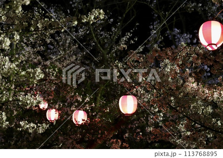 香川県仲多度郡多度津町桃陵公園の夜桜 香川県仲多度郡多度津町桃陵公園の夜桜 113768895
