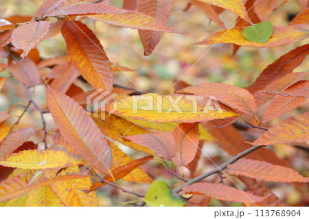 クリノキの紅葉 113768904