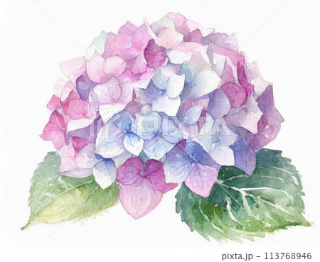 水彩で描いたピンクの紫陽花 113768946