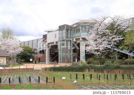 春のしょうぶ沼公園と北綾瀬駅　  113769013
