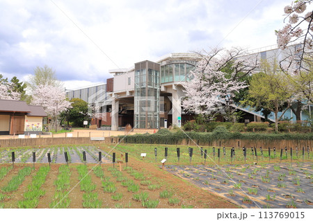 春のしょうぶ沼公園と北綾瀬駅　  113769015