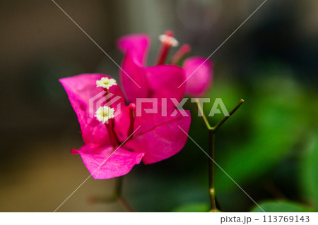 花 フラワー お花 113769143