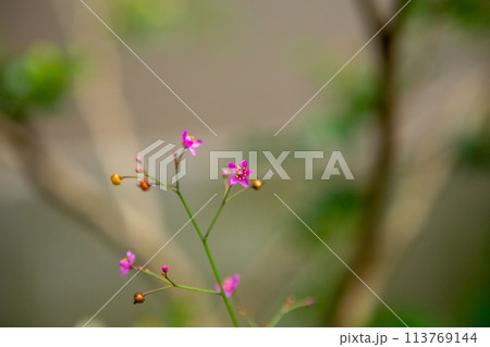 花 フラワー お花 113769144
