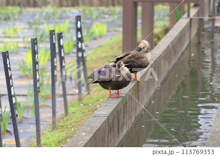 しょうぶ沼公園でくつろぐ二羽のカルガモ　 113769353