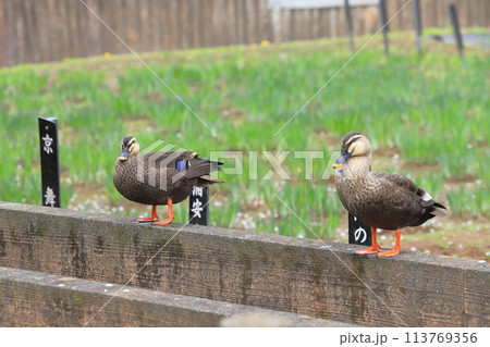 しょうぶ沼公園でくつろぐ二羽のカルガモ しょうぶ沼公園でくつろぐ二羽のカルガモ 113769356