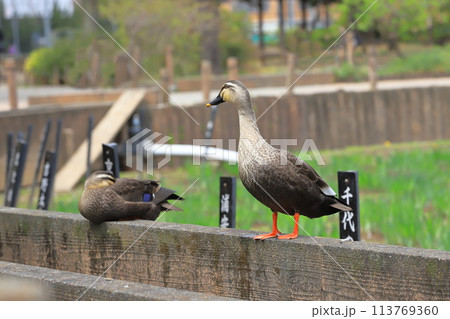 しょうぶ沼公園でくつろぐ二羽のカルガモ しょうぶ沼公園でくつろぐ二羽のカルガモ 113769360