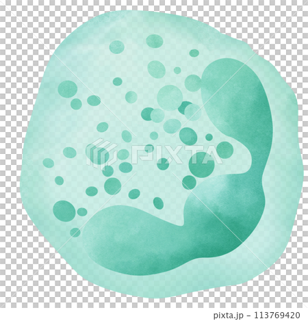 Neutrophil is a type of granulocyte white blood cell. Neutrophil is a type of granulocyte white blood cell. 113769420