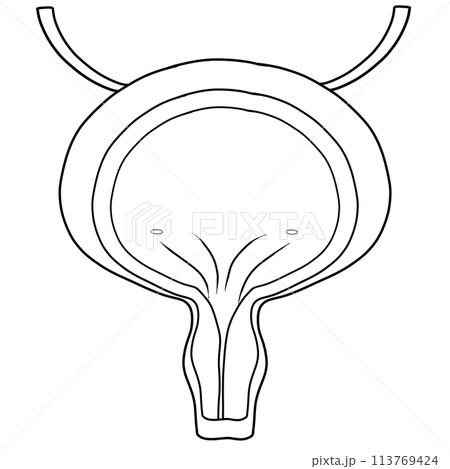 The bladder is a part of every human body. 113769424