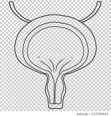 The bladder is a part of every human body. 113769424