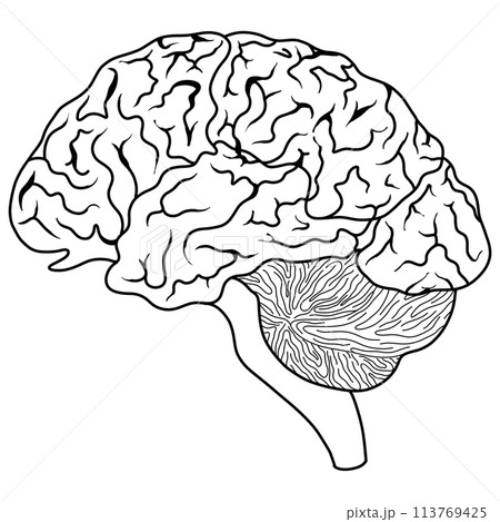 The brain is a part of every human body. 113769425