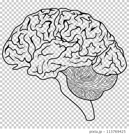 The brain is a part of every human body. 113769425