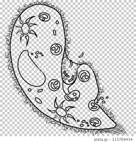 The paramecium is a part of every human body. An hand drawn illustration of anatomy. 113769434