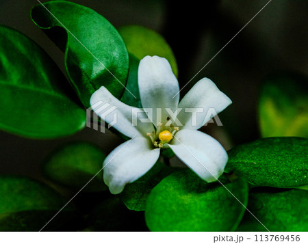 花 フラワー お花 113769456