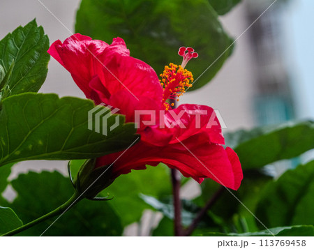 花 フラワー お花 113769458