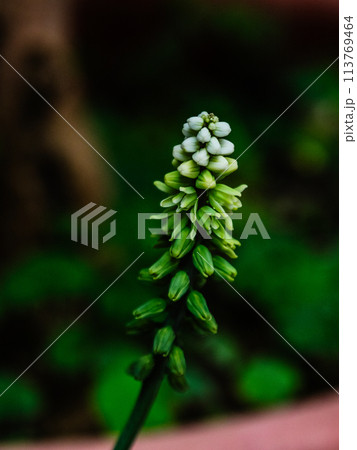 花 フラワー お花 113769464