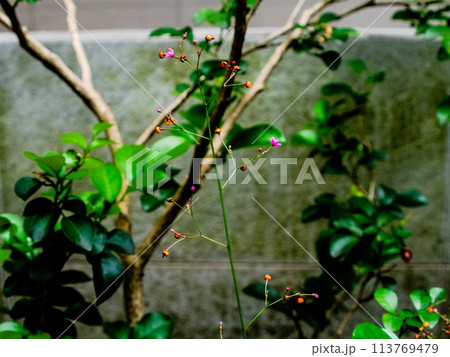 花 フラワー お花 113769479