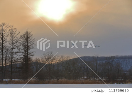 大きな夕日に照らされた鶴居村菊池農場の夕空を飛ぶ丹頂鶴の群れ 113769650