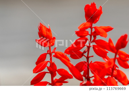 赤いサルビアの花 赤いサルビアの花 113769669