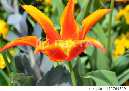 満開のチューリップ畑 113769760