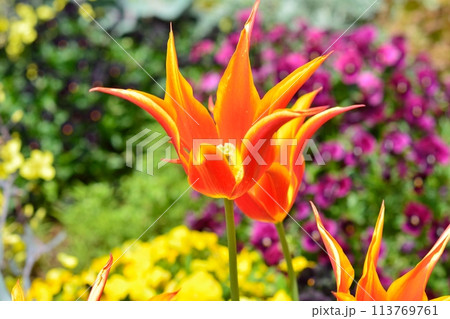 満開のチューリップ畑 113769761