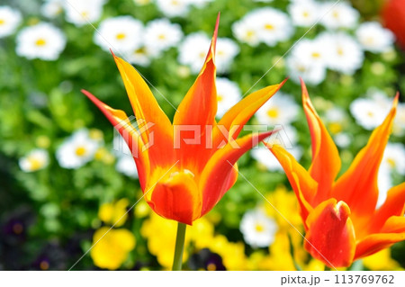 満開のチューリップ畑 満開のチューリップ畑 113769762